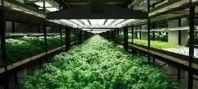 資訊 未來5年新農業十大發展趨勢,不可錯過的高科技現代化農場