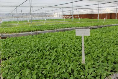 貴州農(nóng)熠農(nóng)業(yè)開發(fā)