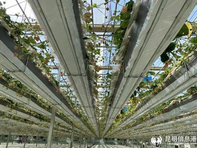 呈貢寶珠梨、繡球花、草莓等農(nóng)特產(chǎn)品亮相2023全國&ldquo;土特產(chǎn)&rdquo;集中推薦活動現(xiàn)場