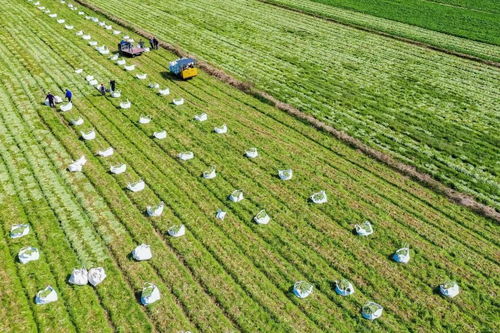 國家級(jí)創(chuàng)建名單,浙江1個(gè)產(chǎn)業(yè)園 1個(gè)集群 4個(gè)強(qiáng)鎮(zhèn)入選