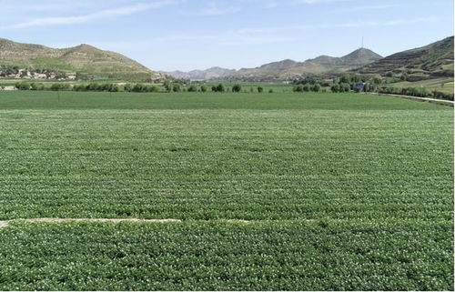 有機(jī)旱作撐起現(xiàn)代農(nóng)業(yè)發(fā)展 一片天 會(huì)寧縣實(shí)施科技抗旱工程促進(jìn)糧食增產(chǎn)增收紀(jì)實(shí)