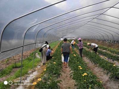 三元:打造花卉龍頭企業