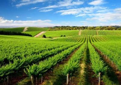 國務院關于農業品牌發展的決策部署