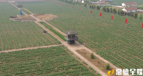 西洞庭祝豐鎮(zhèn) 發(fā)展現(xiàn)代農(nóng)業(yè) 帶動(dòng)產(chǎn)業(yè)扶貧