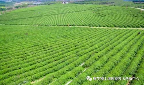 養好土壤：有機農業發展的基石