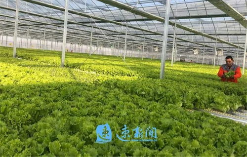 創特色樹品牌 市湖濱新區按下現代農業發展快車鍵