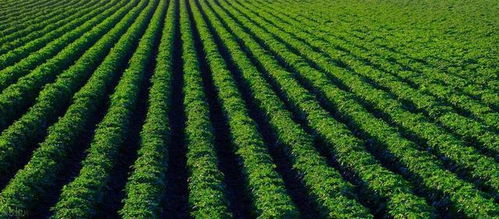 贛臺(tái)農(nóng)業(yè)合作深化 融合發(fā)展成果斐然，共繪現(xiàn)代農(nóng)業(yè)新篇章