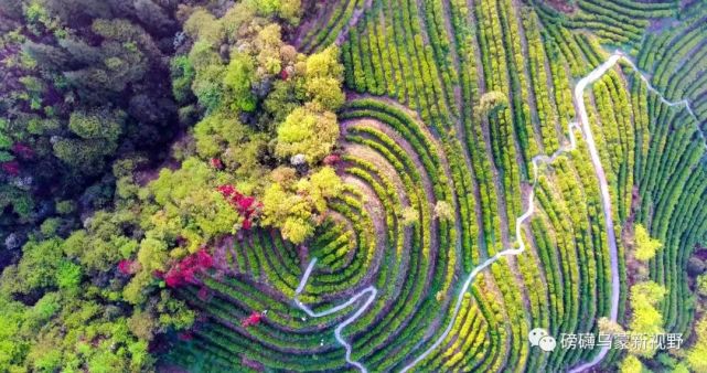 一個(gè)畢節(jié)企業(yè)家的綠色轉(zhuǎn)身 從商業(yè)戰(zhàn)場(chǎng)到農(nóng)業(yè)開(kāi)發(fā)的生態(tài)之旅