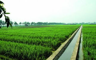 通星科技 以創(chuàng)新科技為農(nóng)業(yè)開(kāi)發(fā)注入新動(dòng)能，驅(qū)動(dòng)“三農(nóng)”高質(zhì)量發(fā)展